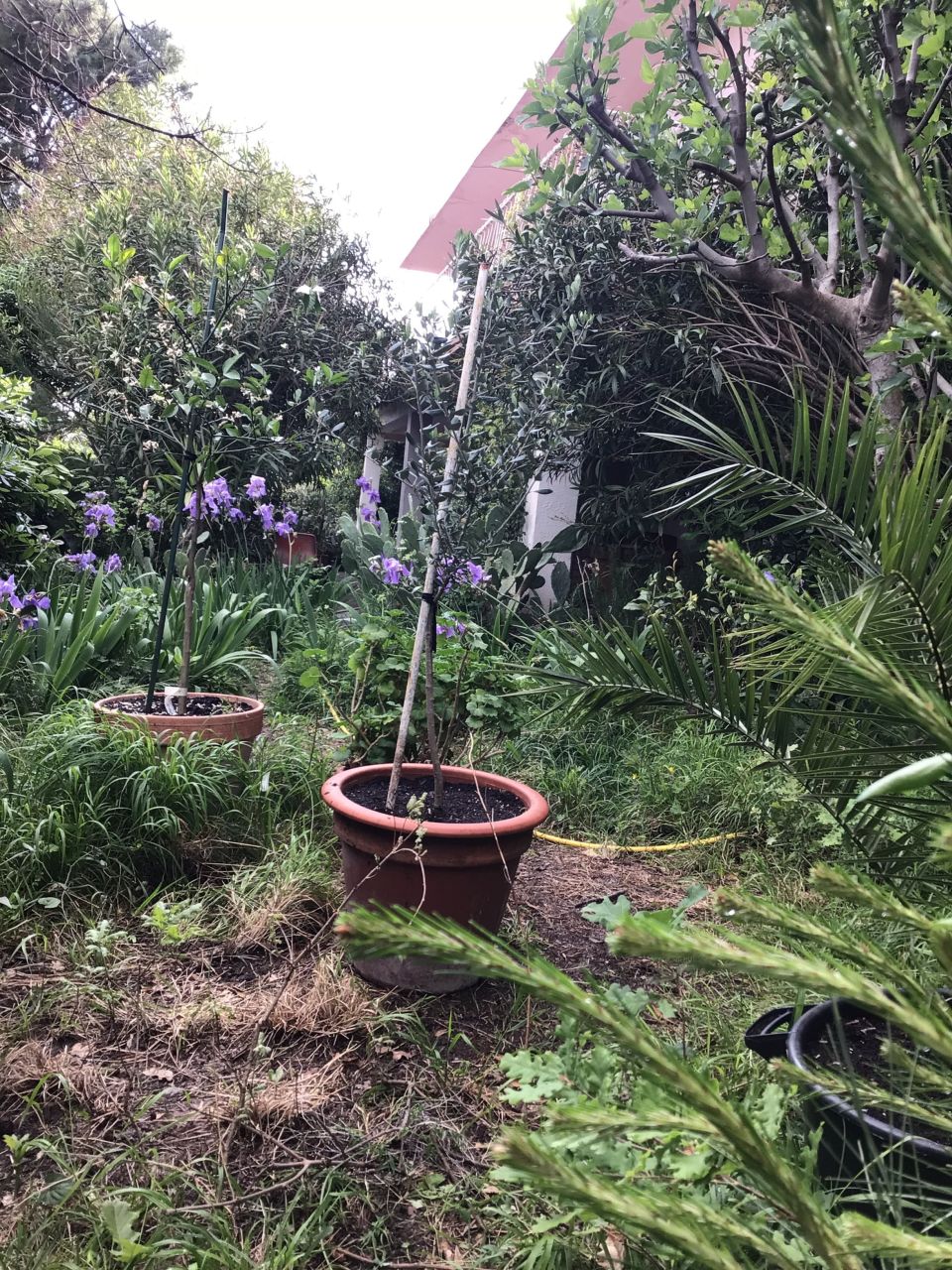 Casa en remodelacion en Sutomore, Montenegro, 260 m² - imagen 8