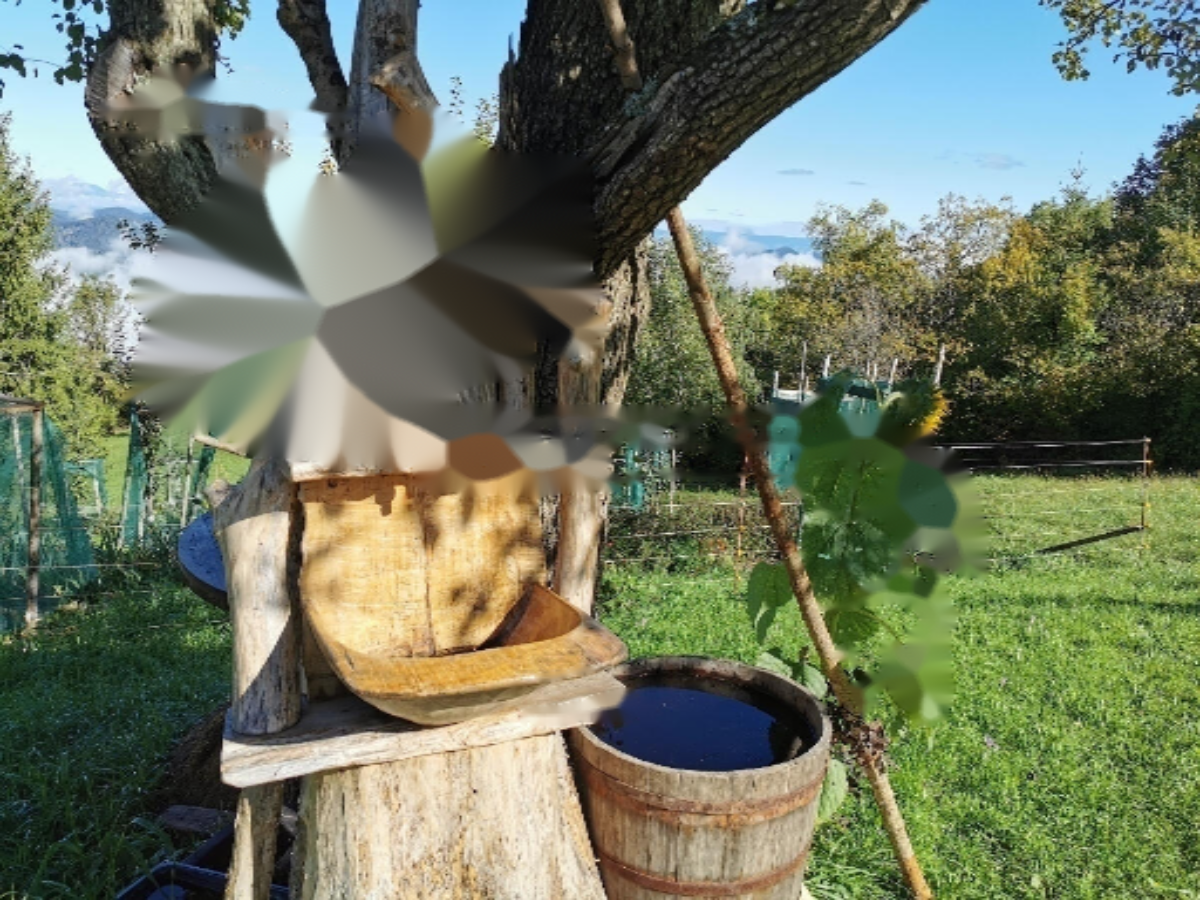 Ferme à Kocevje, Slovénie, 129 000 m² - image 8