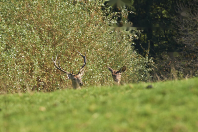 Azienda agricola a Kranj, Slovenia, 14 569 m2 - foto 17