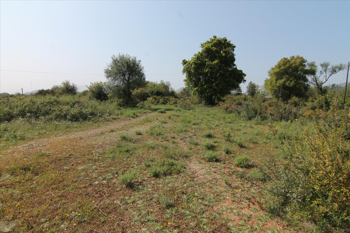 Land in Corfu, Greece, 6 500 m² - picture 1