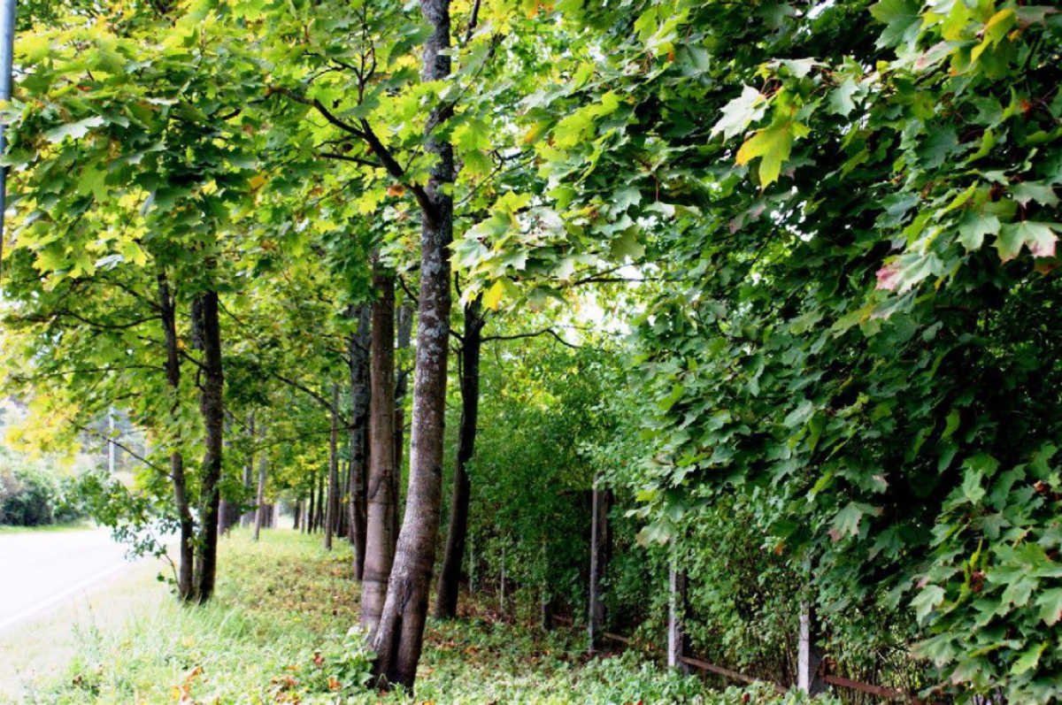 Terreno a Riga, Lettonia, 37 697 a - foto 5