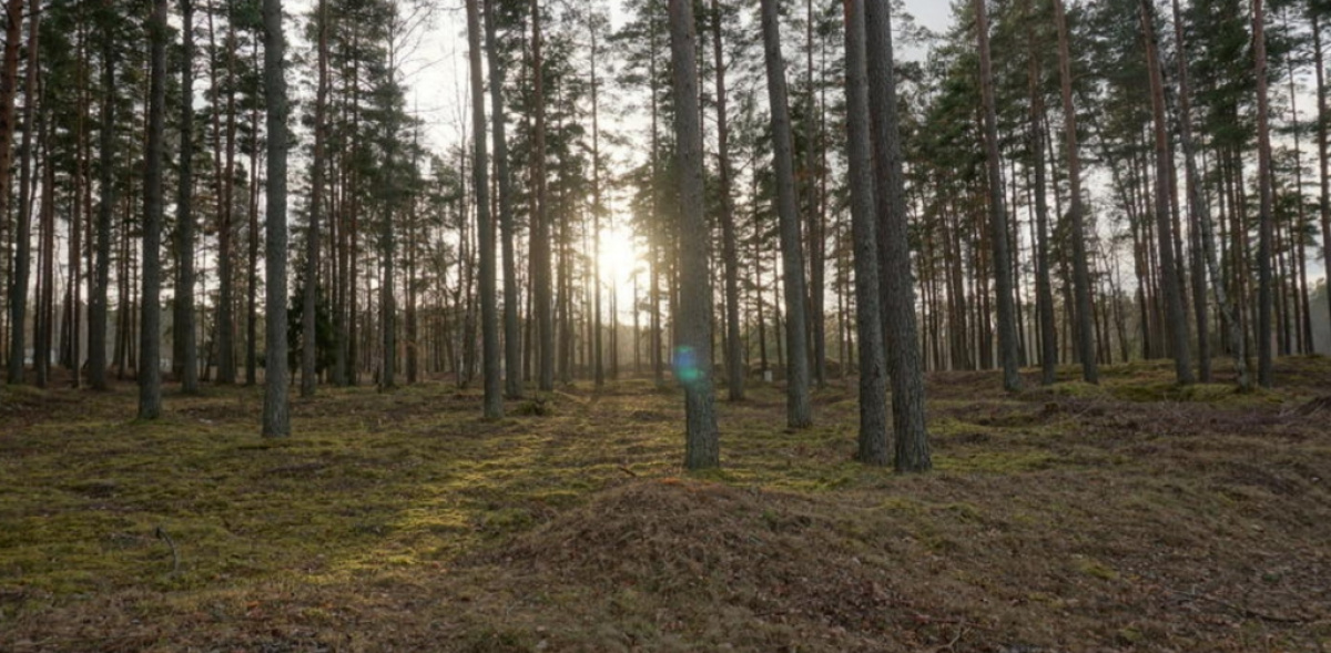 Terrain dans le quartier de Riga, Lettonie, 20 000 m² - image 5