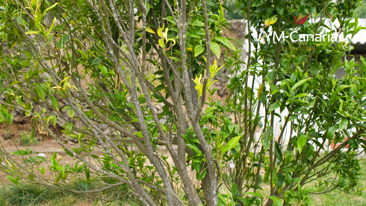 Villa su Tenerife, Spagna, 450 m² - foto 11