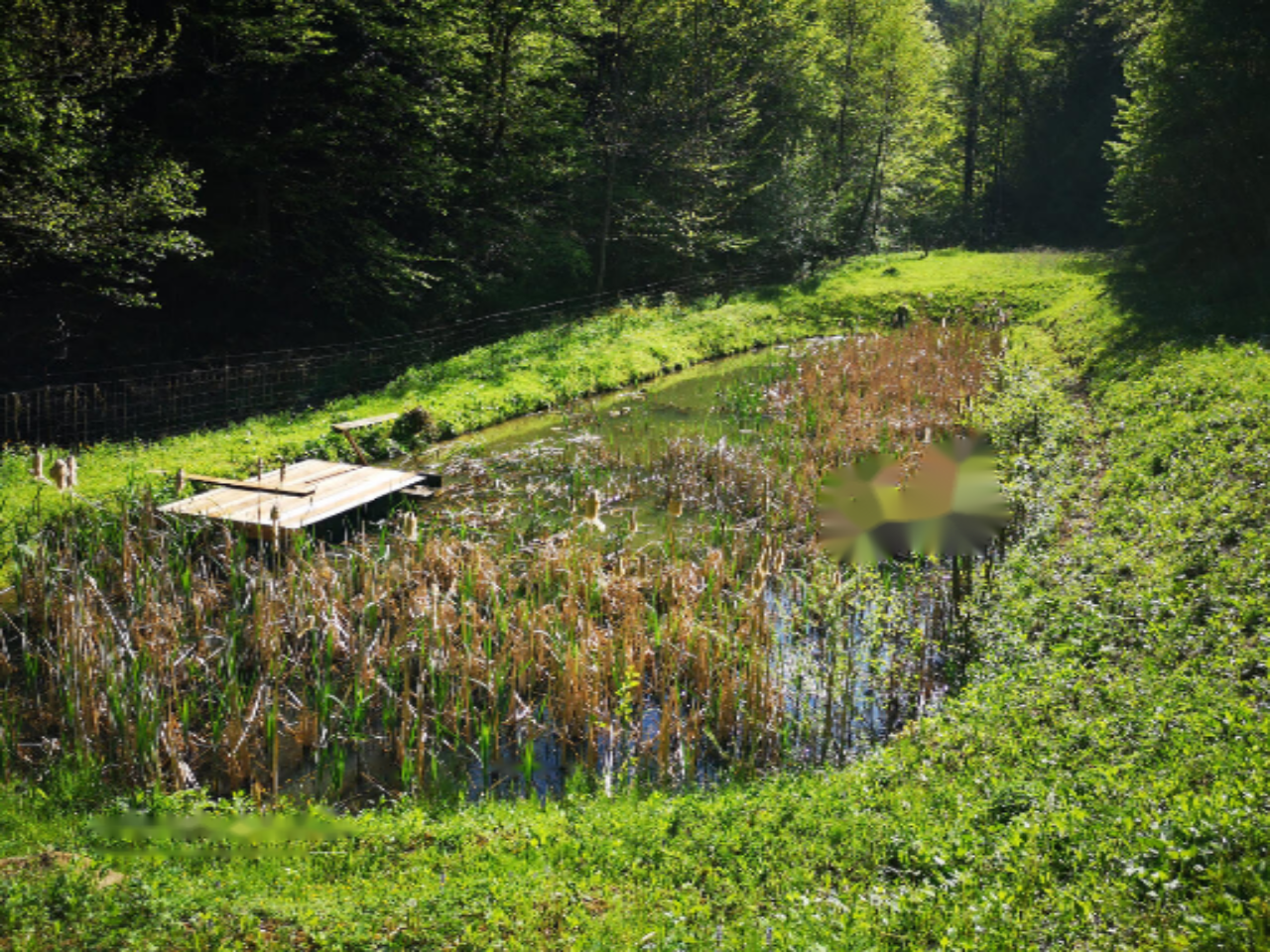 Azienda agricola a Ptuj, Slovenia, 28 000 m2 - foto 5