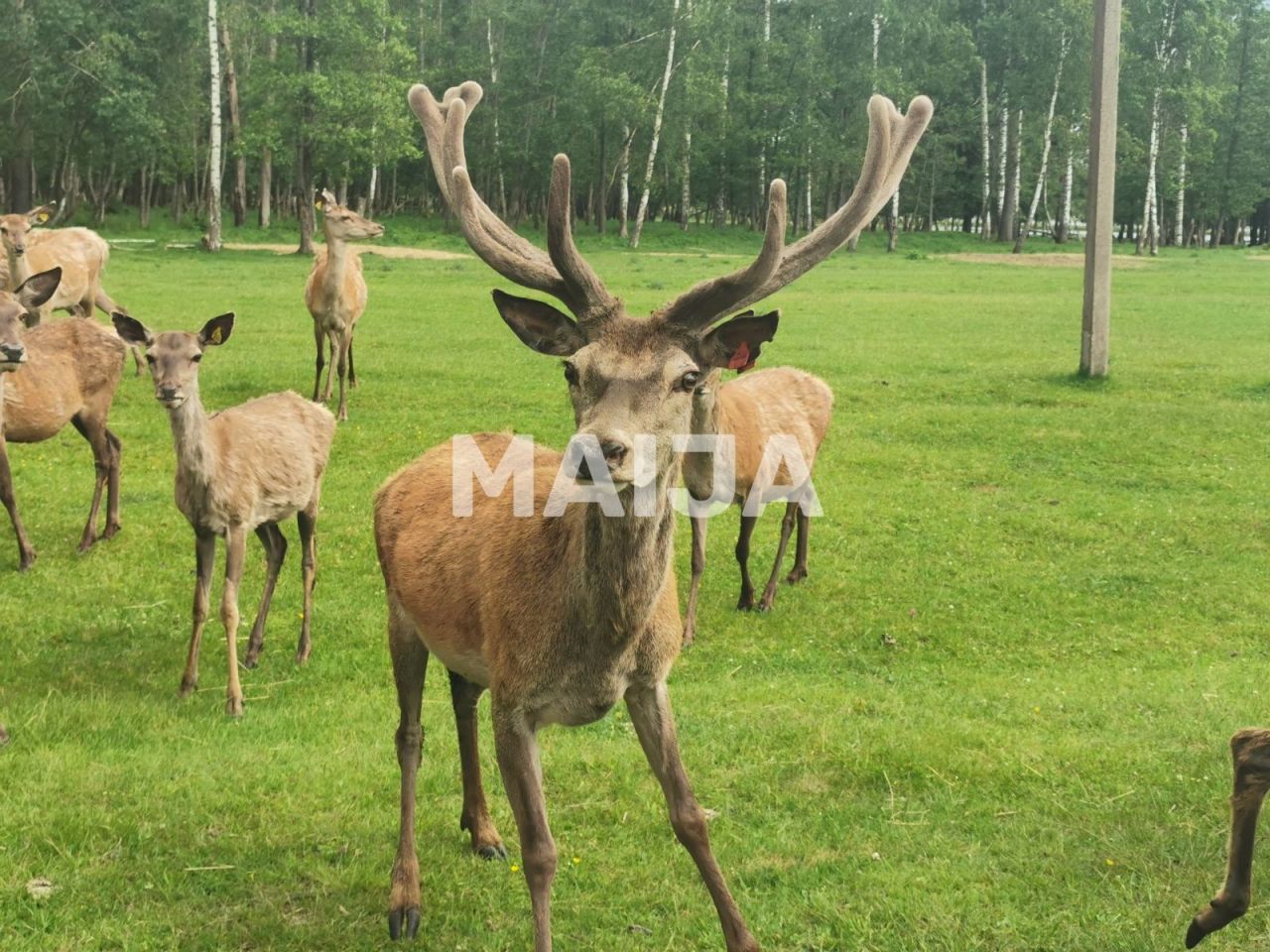 Proprietà commerciale Stradi, Lettonia, 200 m² - foto 2