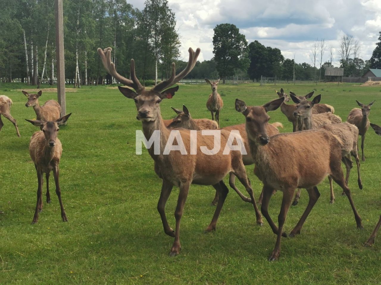 Proprietà commerciale Stradi, Lettonia, 200 m² - foto 10