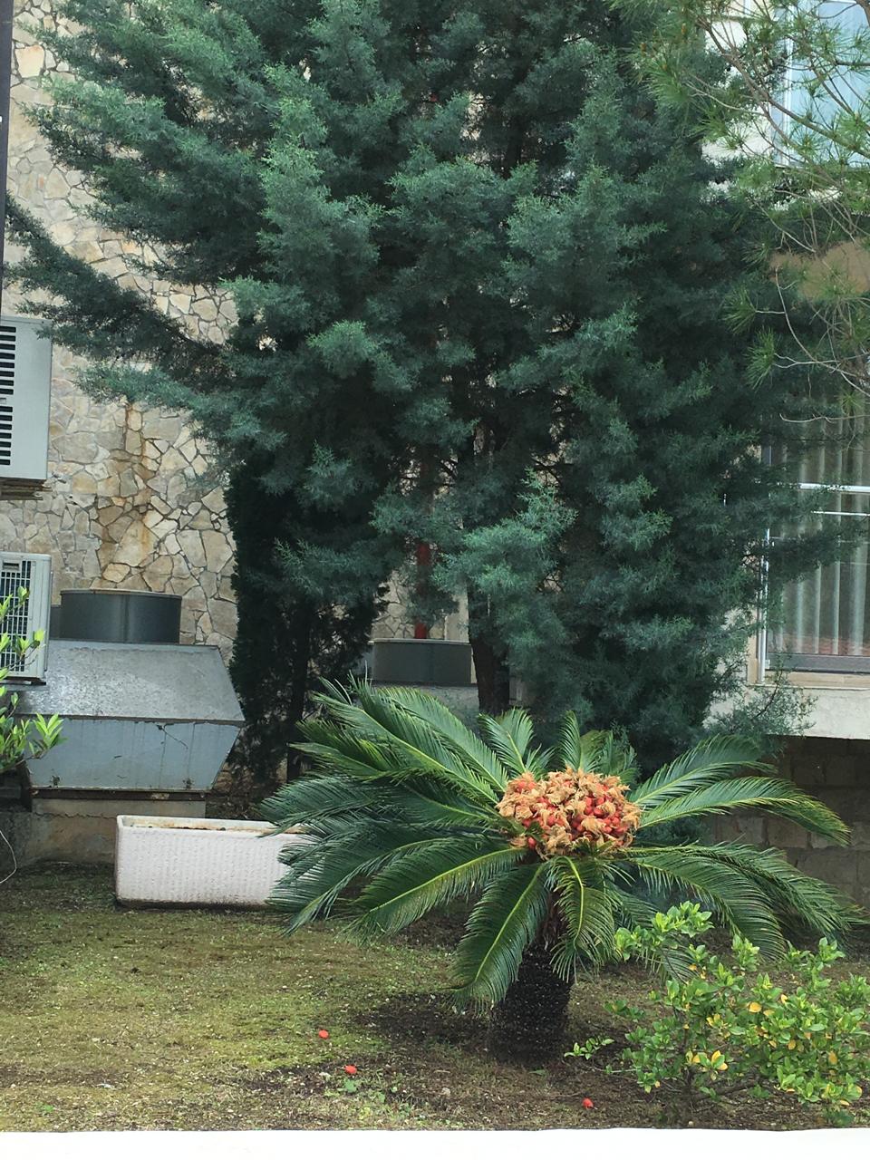 Apartment in Przno, Montenegro, 47 m² - picture 11