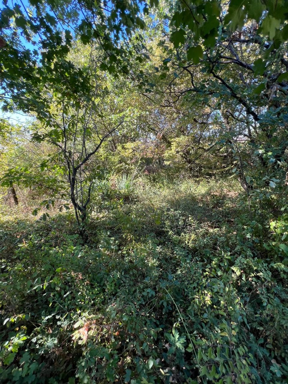 Land in Kosharitsa, Bulgaria, 879 ares - picture 3