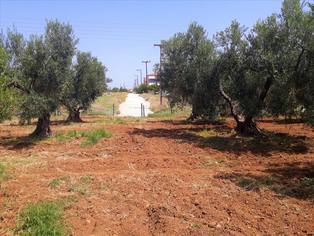 Land in Sithonia, Greece, 6 400 m² - picture 1