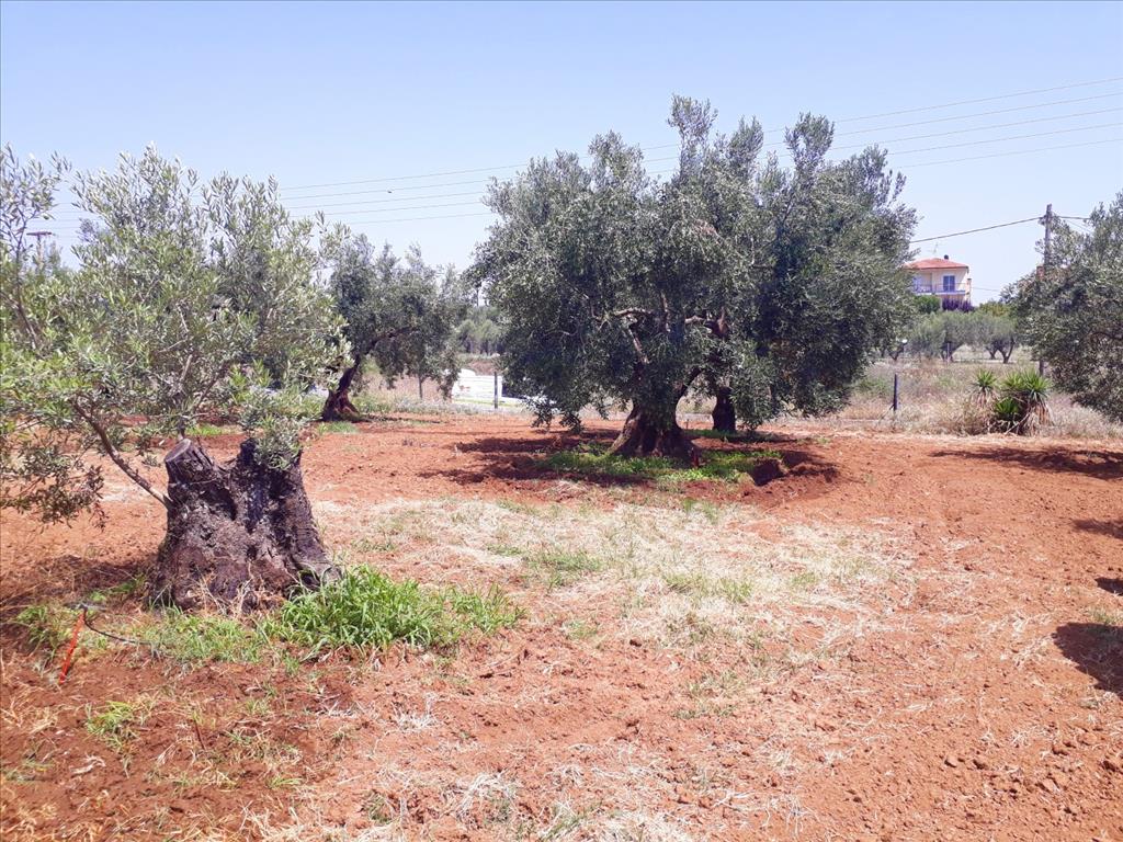 Terreno a Sithonia, Grecia, 6 400 m2 - foto 4