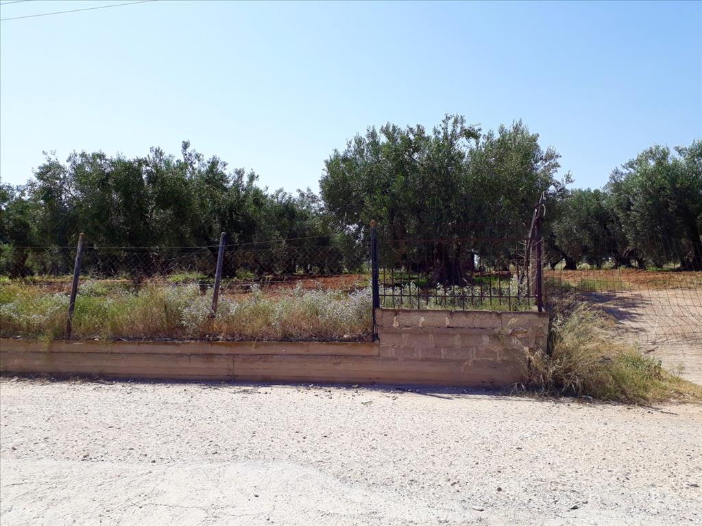 Terreno a Sithonia, Grecia, 6 400 m2 - foto 6