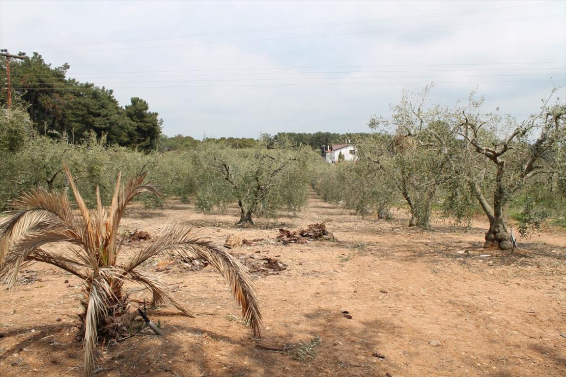 Land in Chalkidiki, Greece, 4 000 m² - picture 2