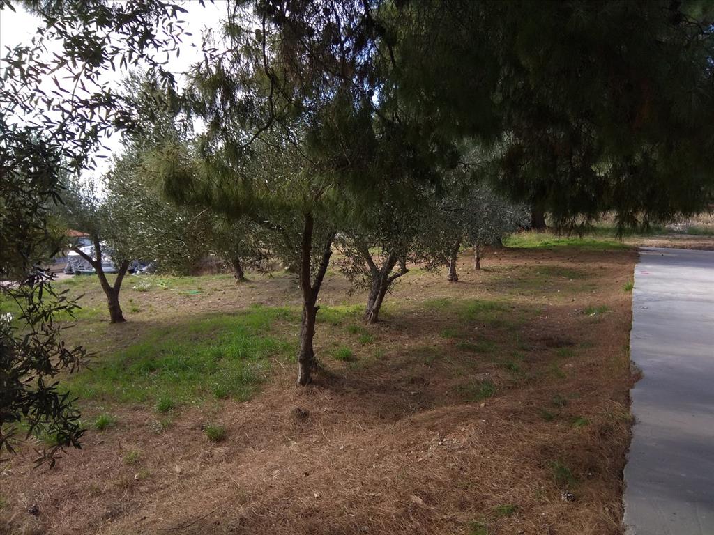 Terreno a Sithonia, Grecia, 900 m2 - foto 3