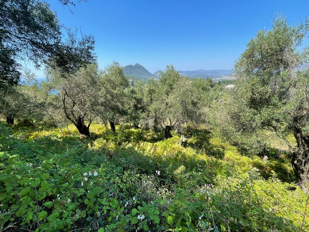 Land in Corfu, Greece, 1 202 m² - picture 4