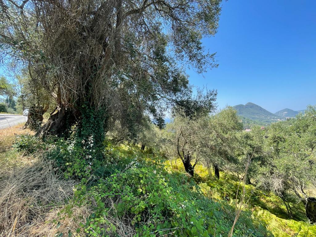 Land in Corfu, Greece, 1 202 m² - picture 5