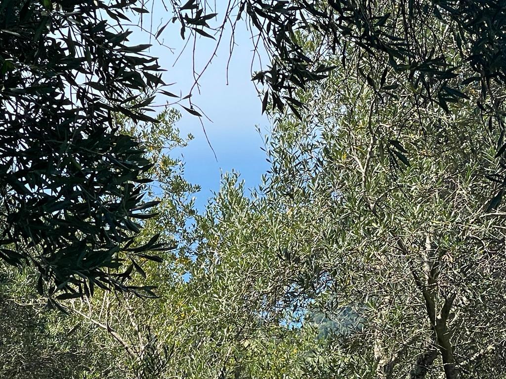 Land in Corfu, Greece, 1 202 m² - picture 6