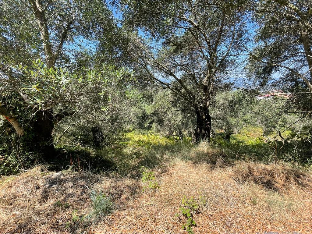 Land in Corfu, Greece, 1 202 m² - picture 7