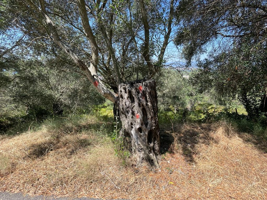 Land in Corfu, Greece, 1 202 m² - picture 9