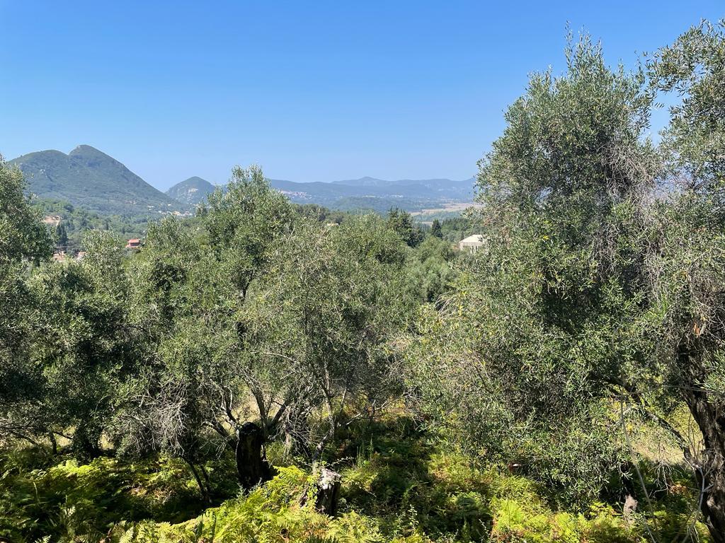 Land in Corfu, Greece, 1 202 m² - picture 11