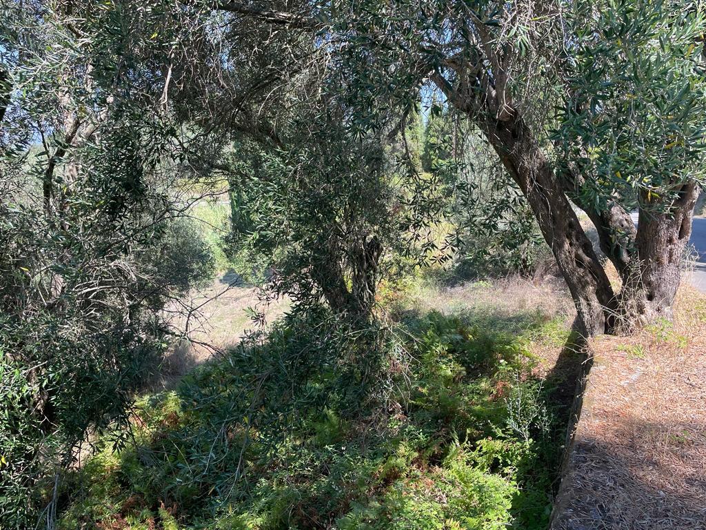 Land in Corfu, Greece, 1 202 m² - picture 16