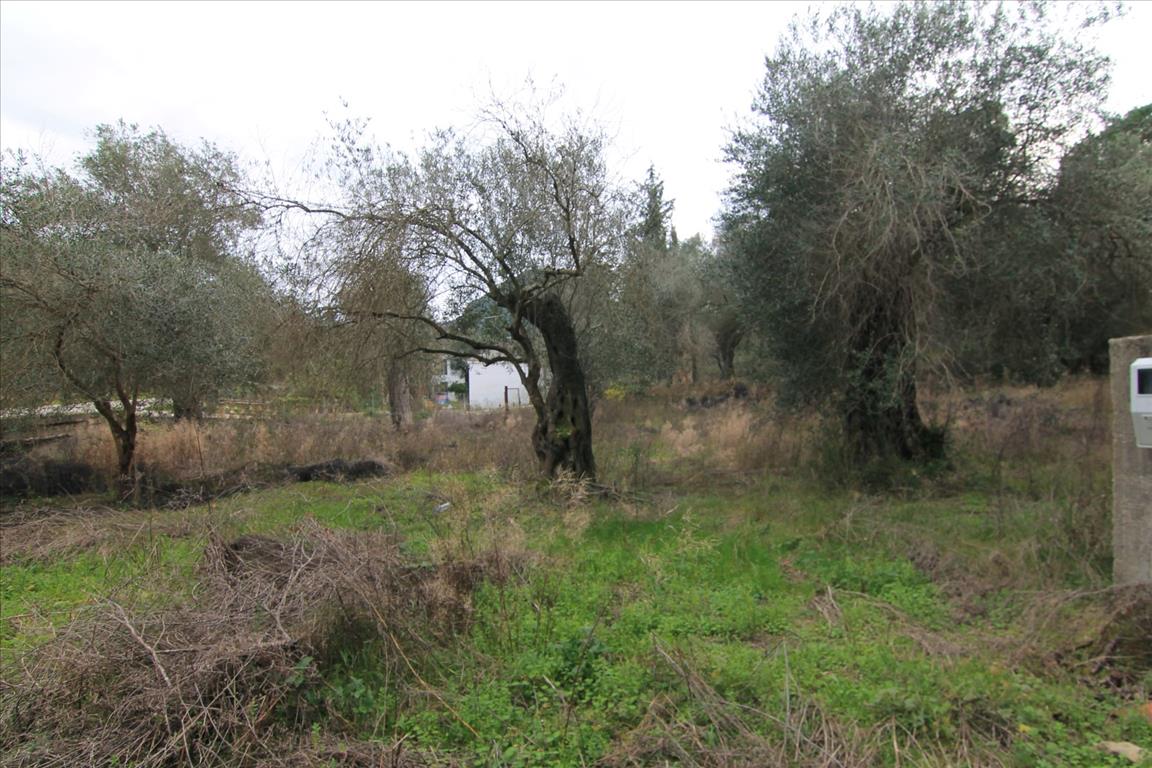 Land in Corfu, Greece, 6 400 m² - picture 4