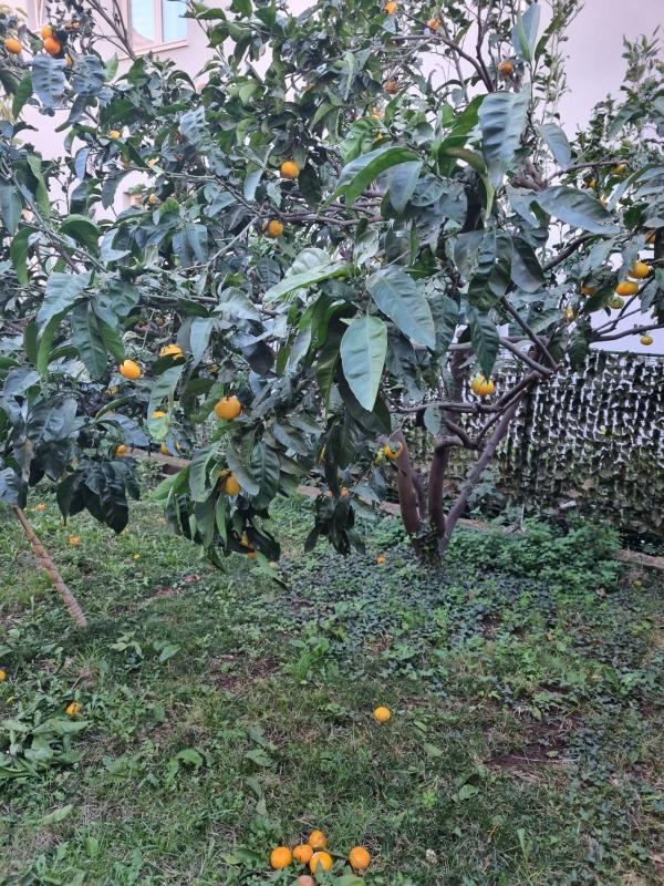 Flat in Becici, Montenegro, 57 m² - picture 8