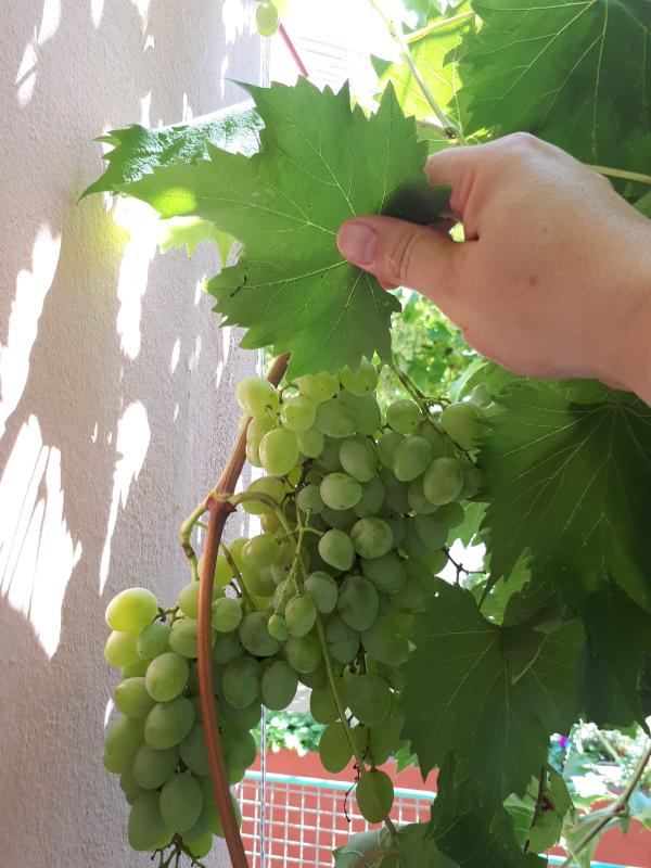 Flat in Becici, Montenegro, 57 m² - picture 12