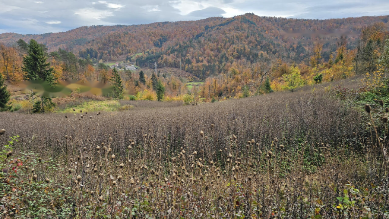 Azienda agricola a Skofljica, Slovenia, 25 000 m2 - foto 6