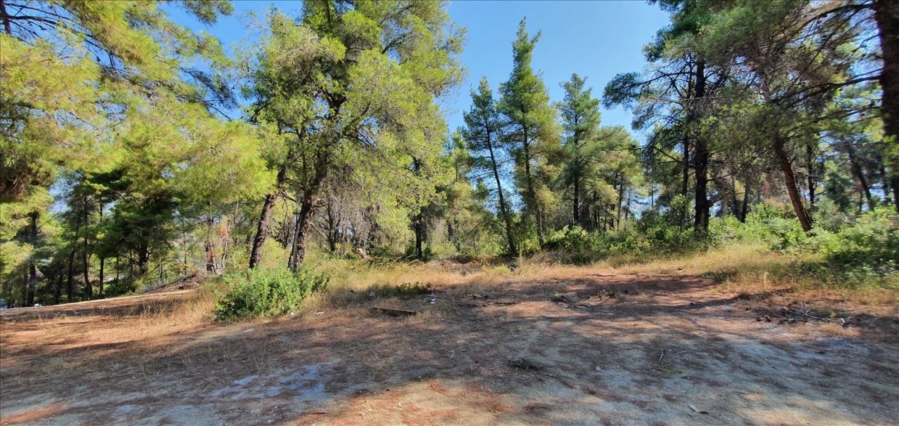 Grundstück in Kassandra, Griechenland, 5 200 m² - Foto 6