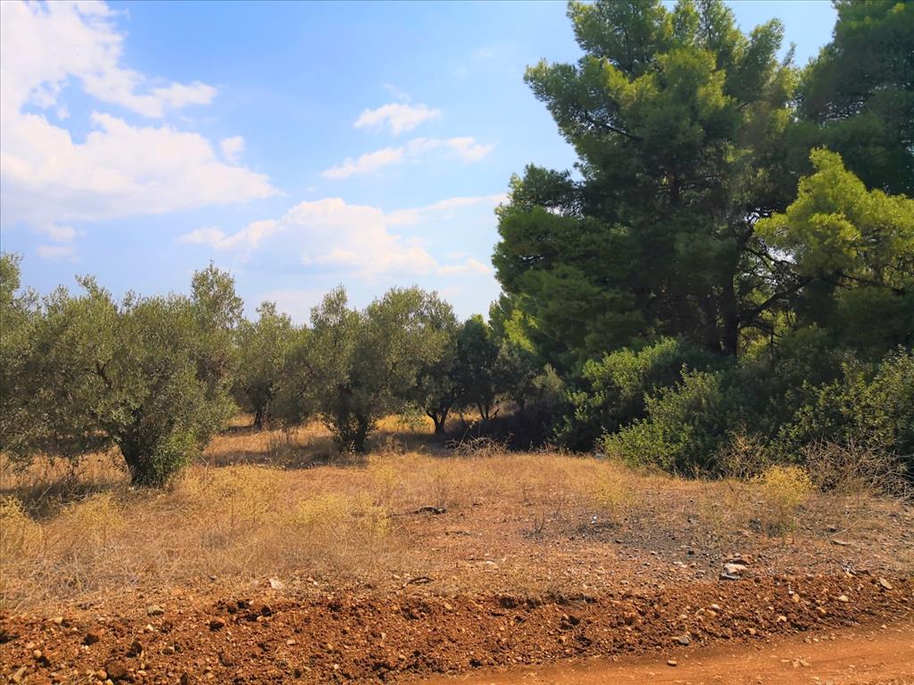 Terreno en Sitonia, Grecia, 15 120 m² - imagen 1