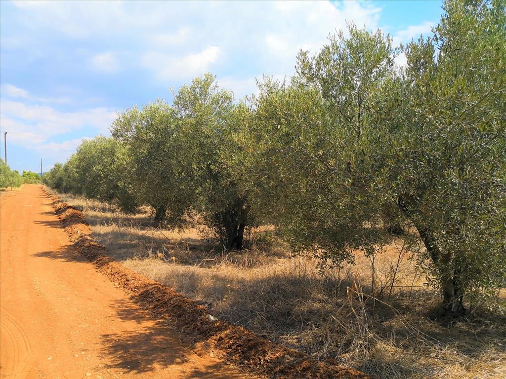 Terreno en Sitonia, Grecia, 15 120 m² - imagen 3