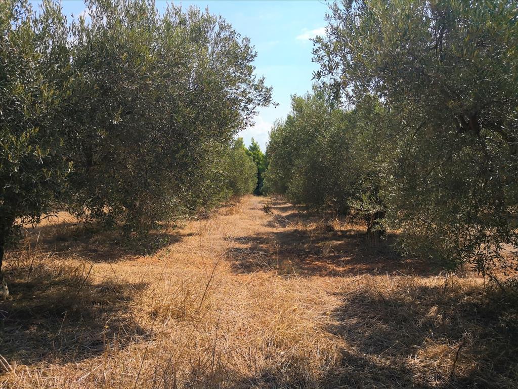 Terreno en Sitonia, Grecia, 15 120 m² - imagen 4