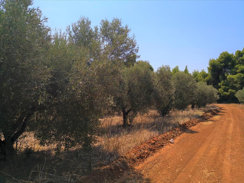 Terreno en Sitonia, Grecia, 15 120 m² - imagen 5