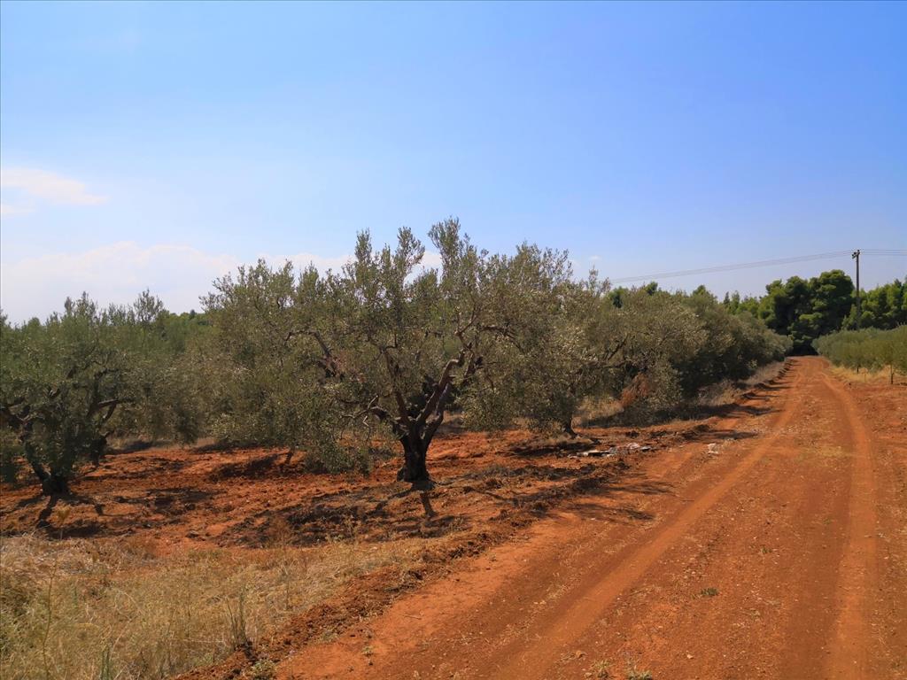 Terreno en Sitonia, Grecia, 15 120 m² - imagen 7