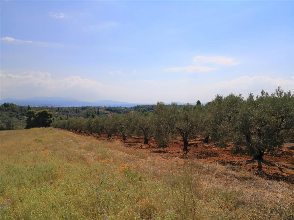 Terreno en Sitonia, Grecia, 15 120 m² - imagen 8