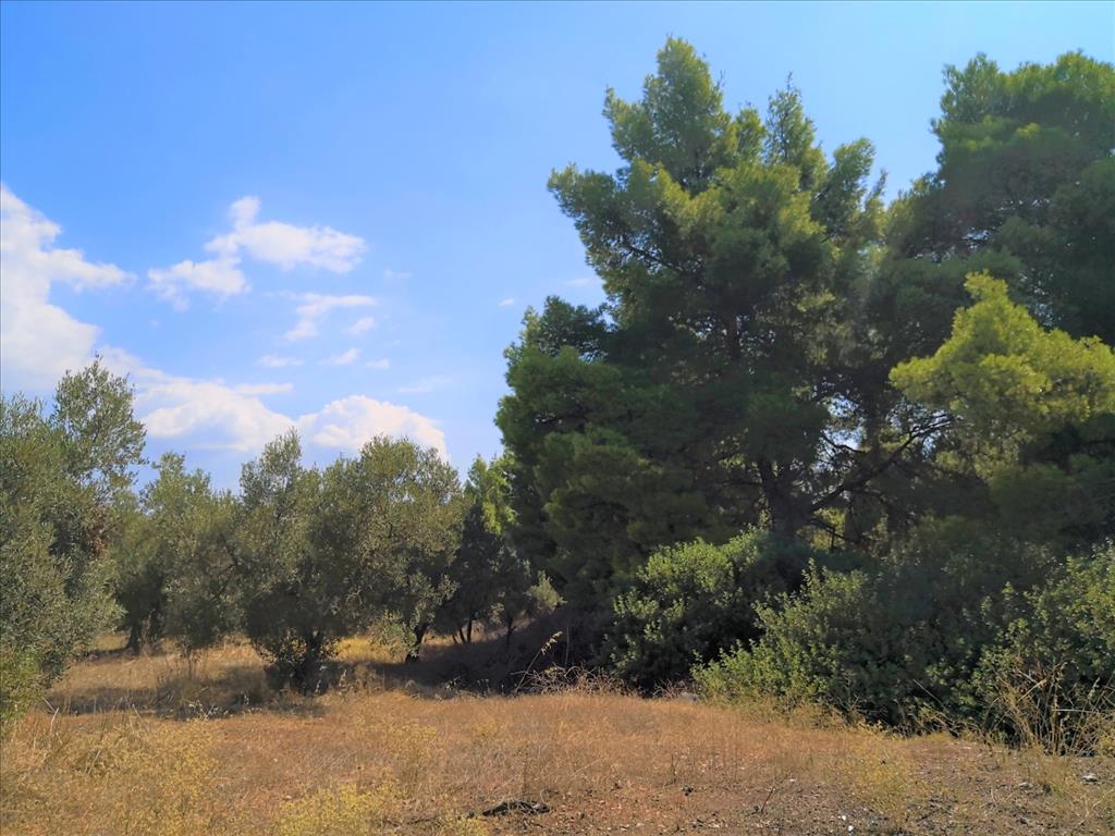 Terreno en Sitonia, Grecia, 15 120 m² - imagen 12