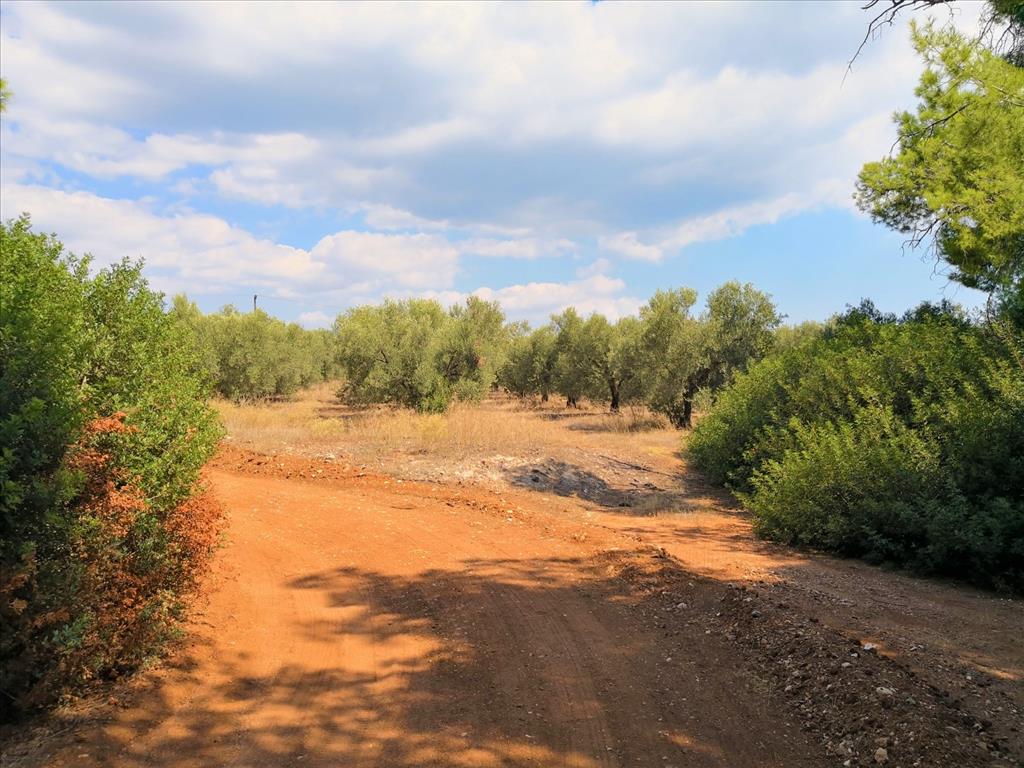 Terreno en Sitonia, Grecia, 15 120 m² - imagen 14