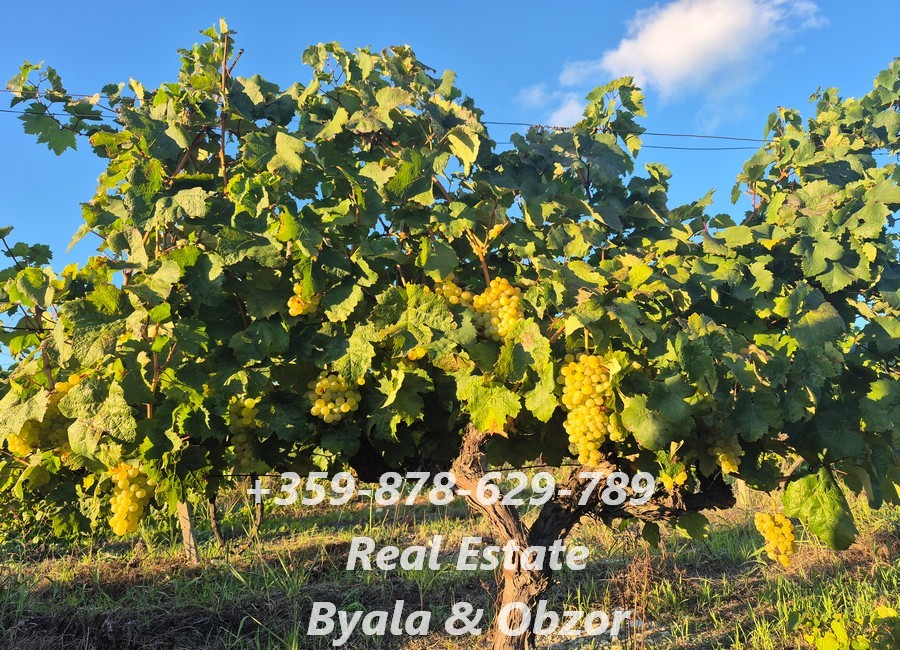 Appartement à Byala, Bulgarie, 33 m² - image 11