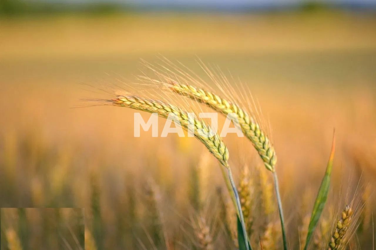 Land Stoenești, Romania, 16 000 000 m² - picture 3