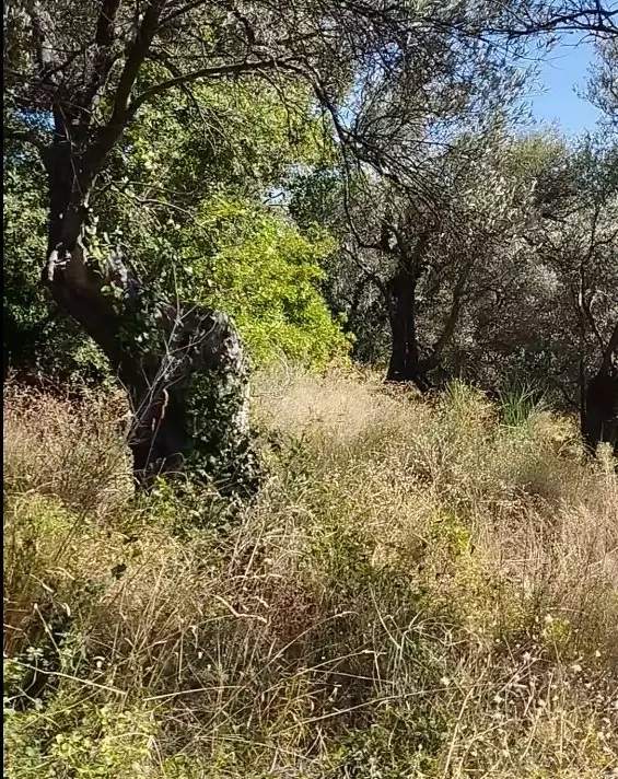Terreno a Dobra Voda, Montenegro, 4 082 m2 - foto 3