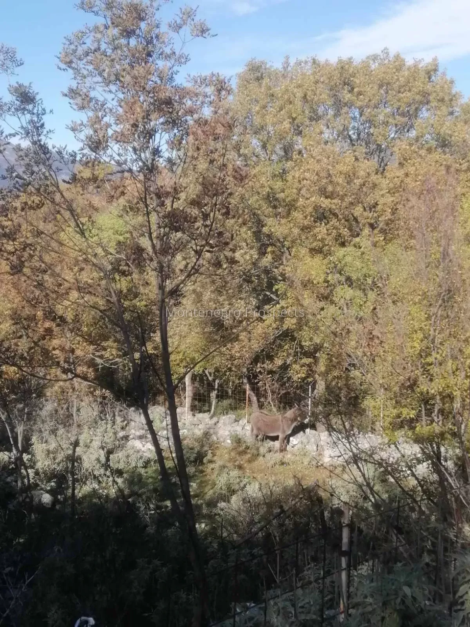 Terrain au Bar, Monténégro, 10 000 m² - image 8