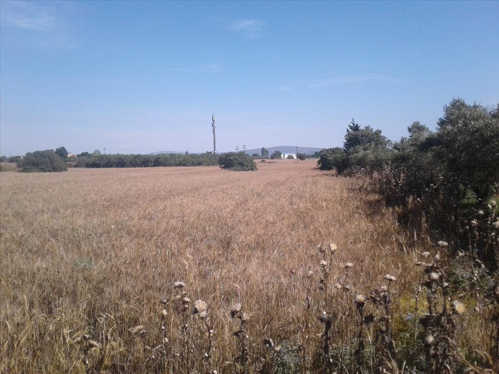 Land in Thessaloniki, Greece, 15 000 m² - picture 3