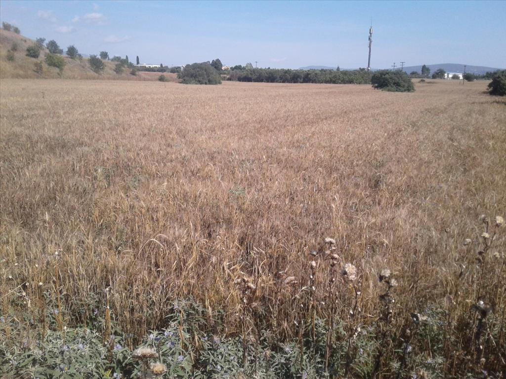 Land in Thessaloniki, Greece, 15 000 m² - picture 4