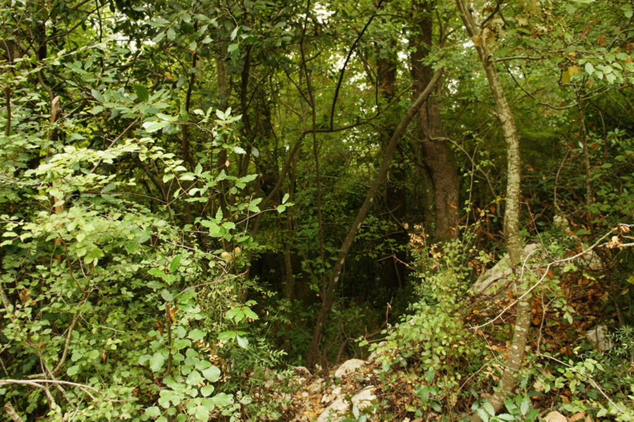 Terreno en Orahovac, Montenegro, 5 450 m² - imagen 5