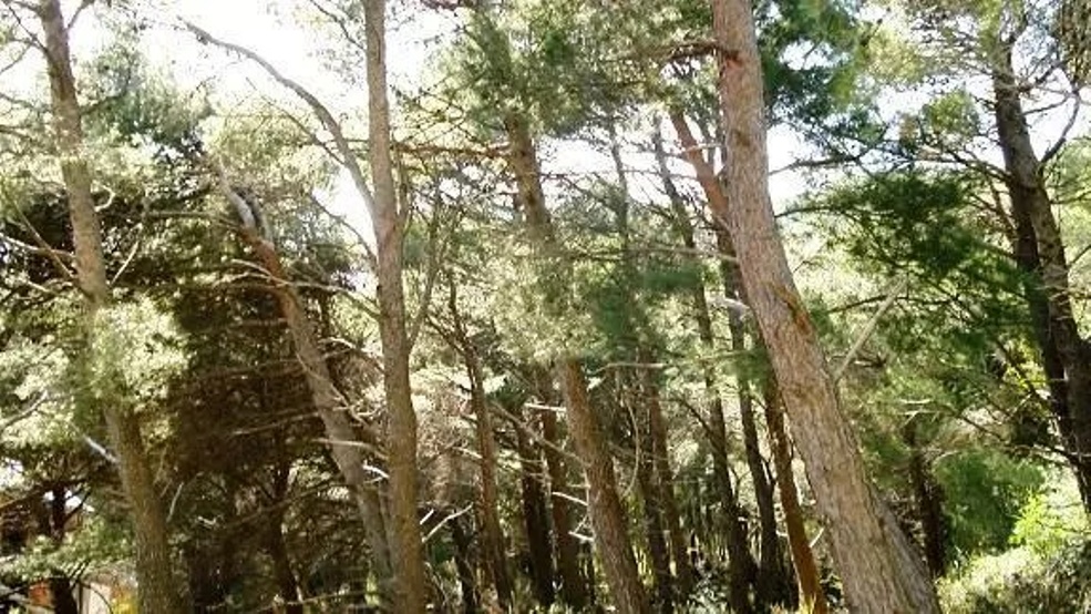 Land in Bar, Montenegro, 2 251 m² - picture 4