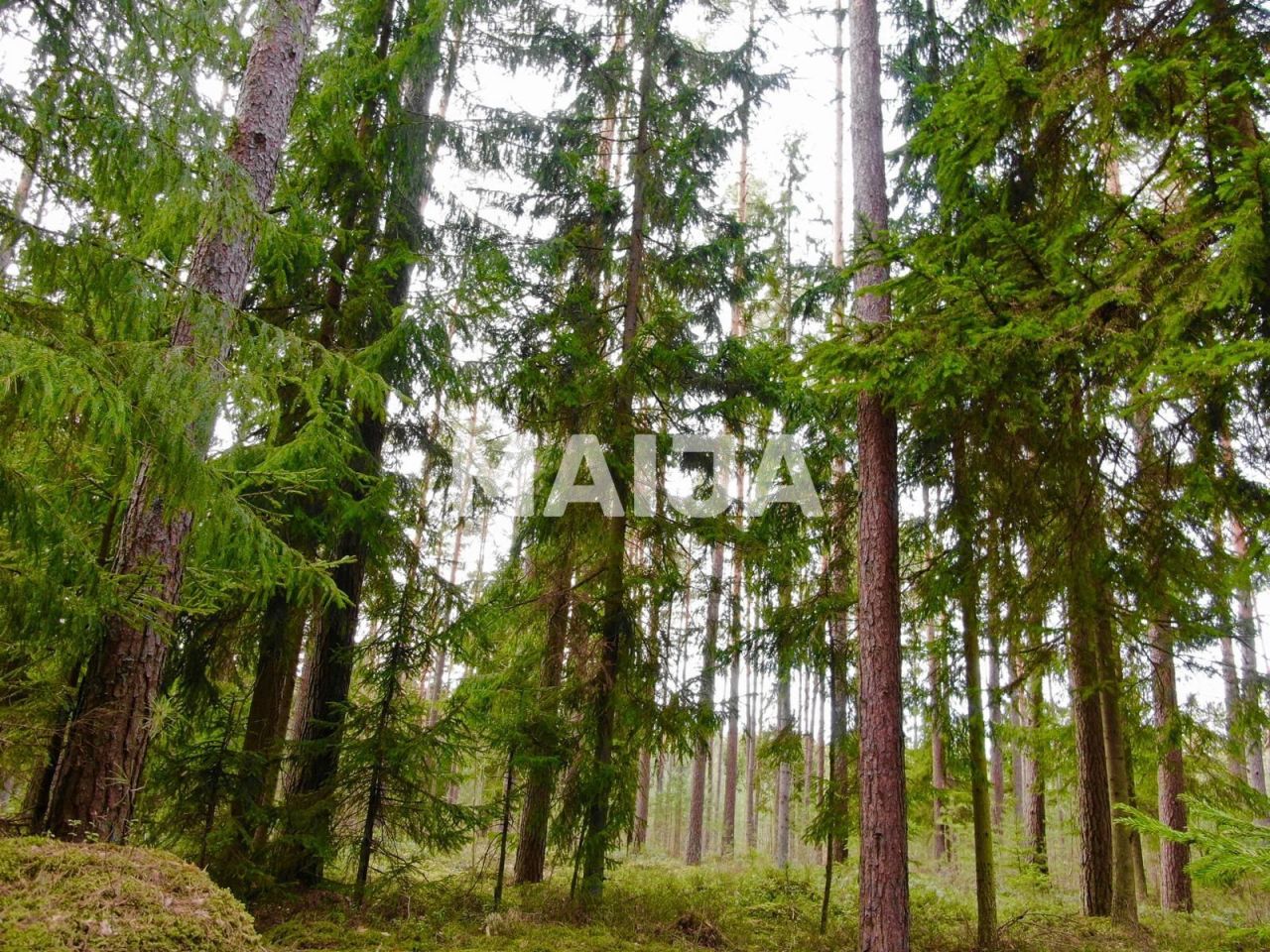 Terrain Skulte, Lettonie, 4 017 m² - image 1