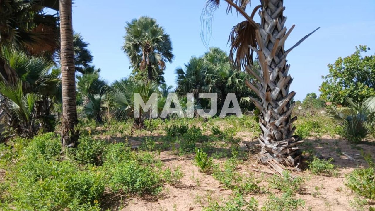 Land Gunjur, Gambia, 2 500 m² - picture 3