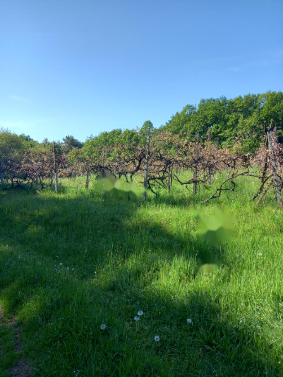 Casa a Gornja Radgona, Slovenia, 90 m² - foto 6