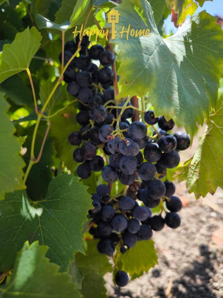 House in Gyulyovtsa, Bulgaria, 100 m² - picture 18