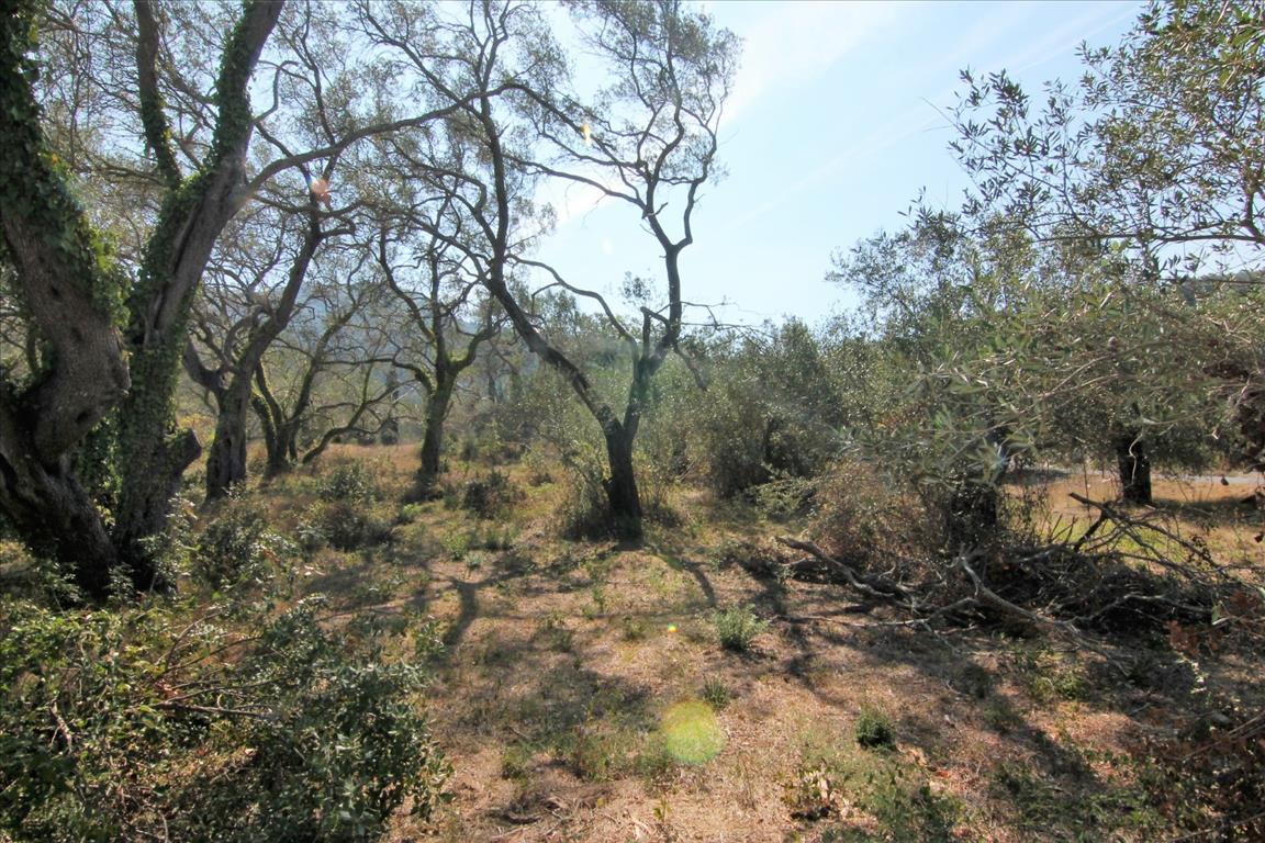 Land in Corfu, Greece, 20 700 m² - picture 17